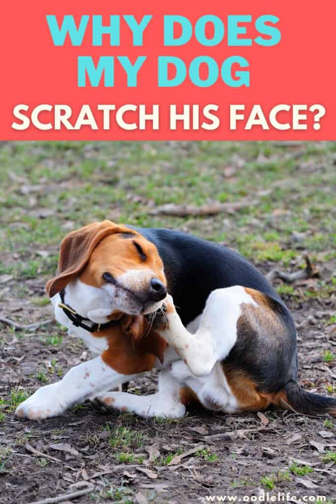 why do puppies scratch their neck