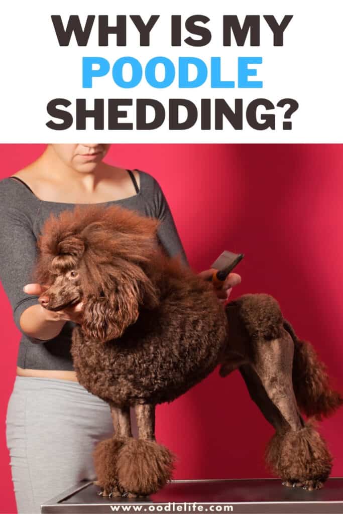 why is my poodle shedding
