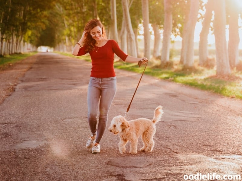 woman walking with poodle