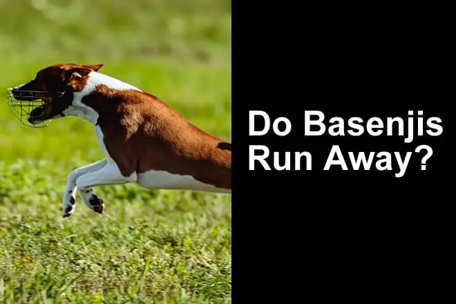 Do Basenjis Run Away? 5 reasons and Tips