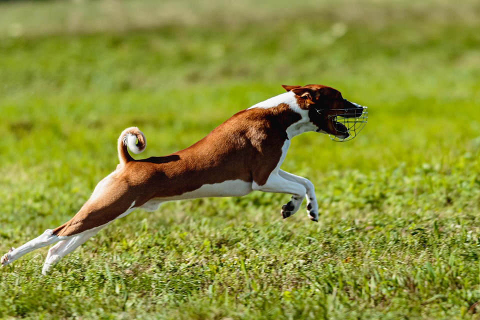 Basenji Running Away