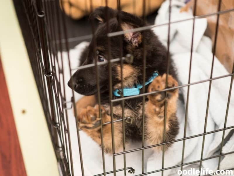 German Shepherd puppy in its crate