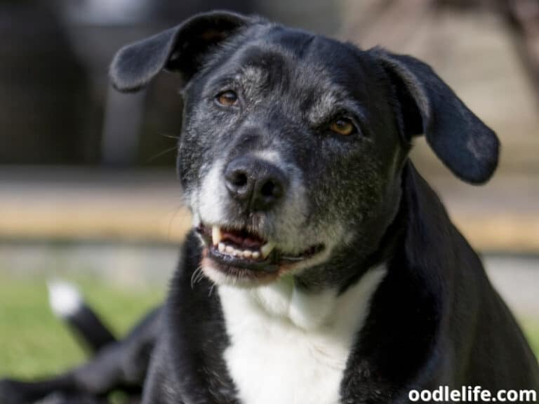 Can Dogs Breathe Under Blankets? Oodle Life