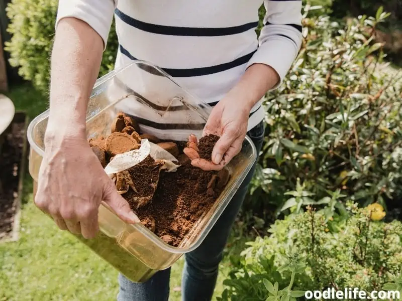 applying coffee grounds to soil