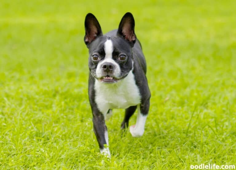 Are Boston Terriers Hyper? [Energy Levels]