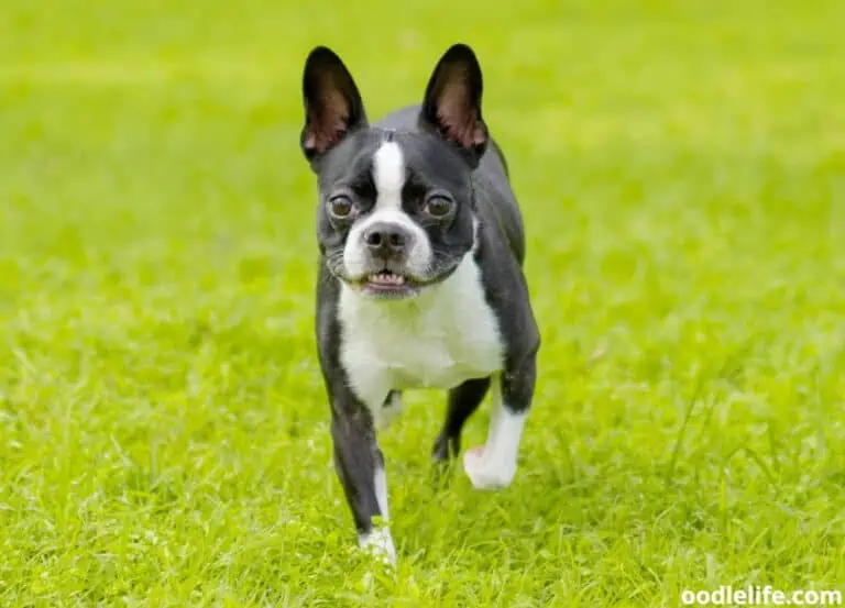 Are Boston Terriers Hyper? [Energy Levels]