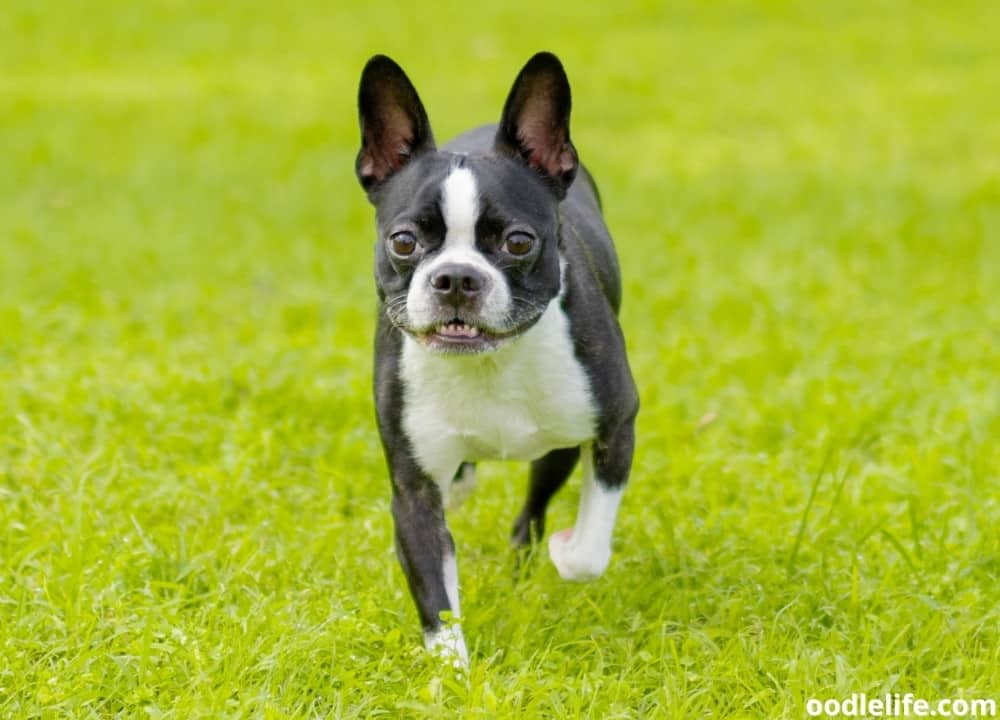 how long does it take for a boston terrier to fully grow