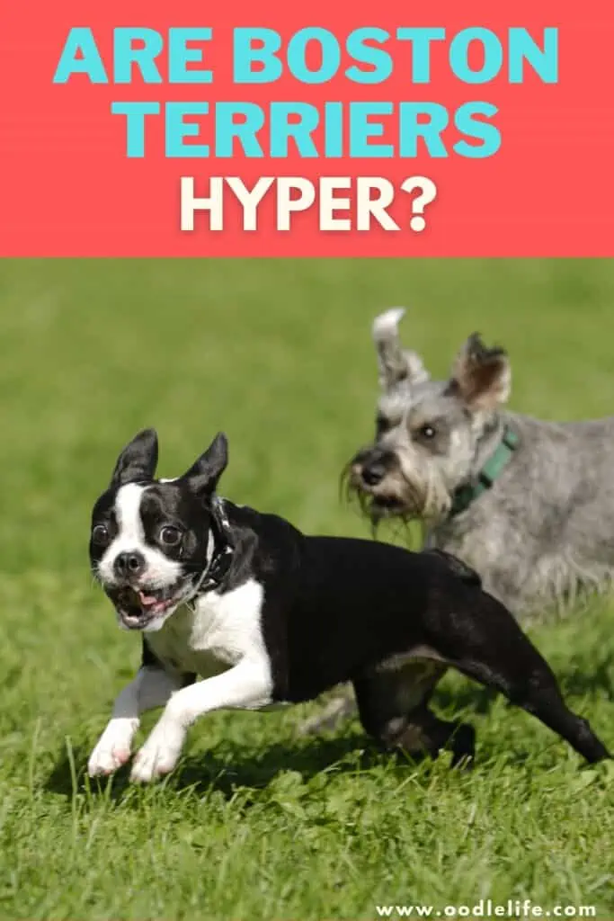 Boston terrier sales hyper