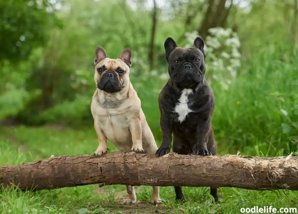 are French Bulldogs smart