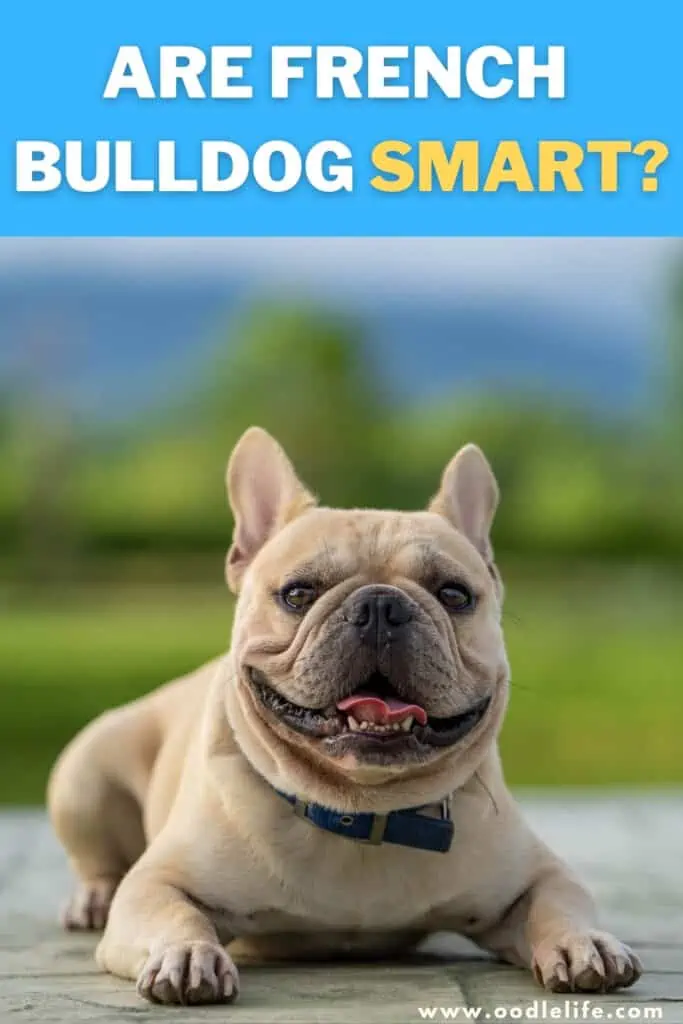 are French Bulldogs smart