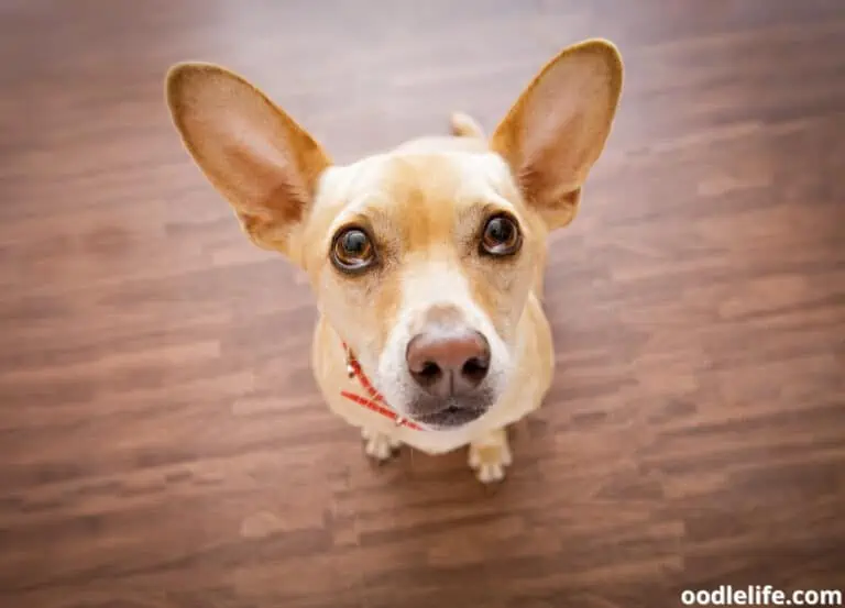 Are There Dog Translators? [Are They Good?]