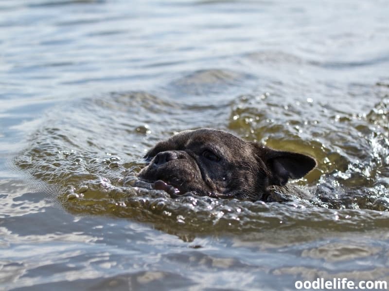 bad swimmer French Bulldog