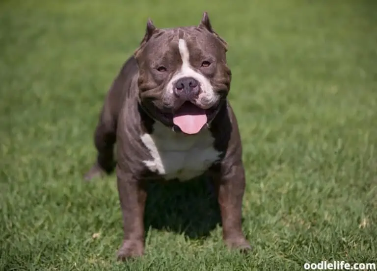 101+ Most Badass Dog Names [Intimidating Dog Names]