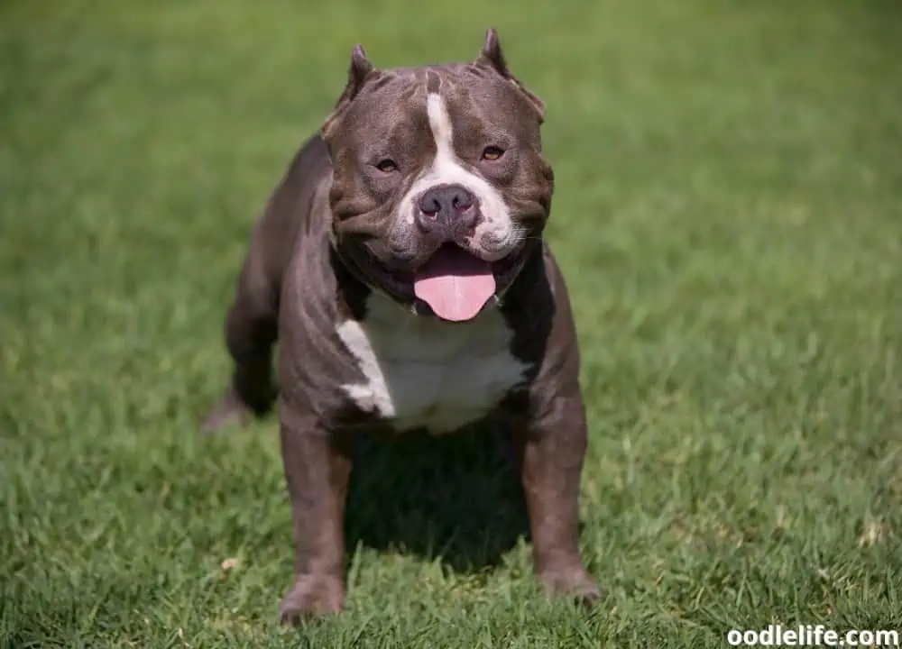 badass dog names
