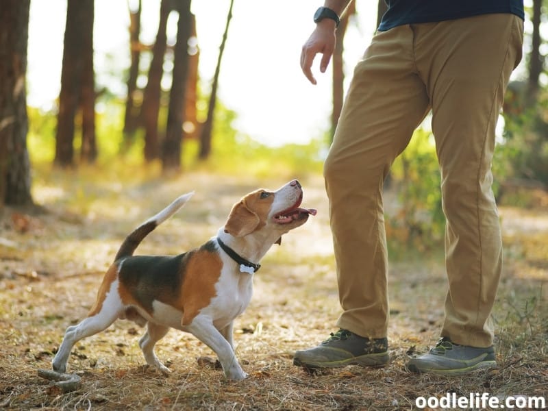 Beagle and owner outdoors