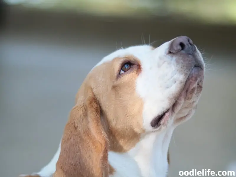 beagle with his sense of smell