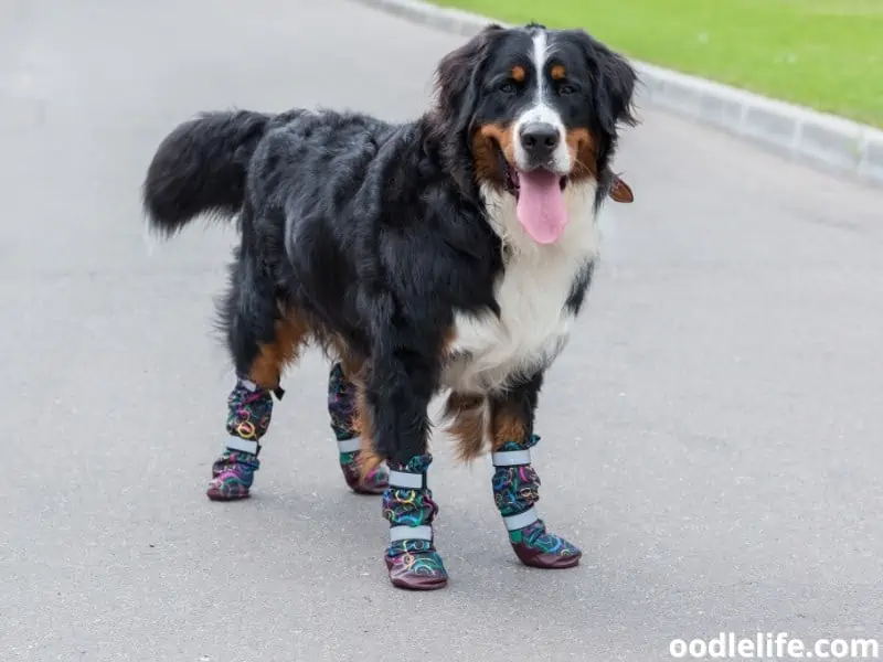 bernese mountain dog wearing shoes