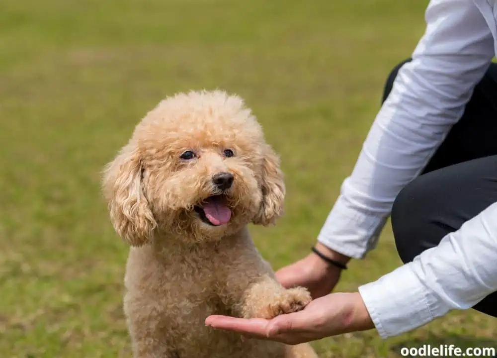 best poodle rescues