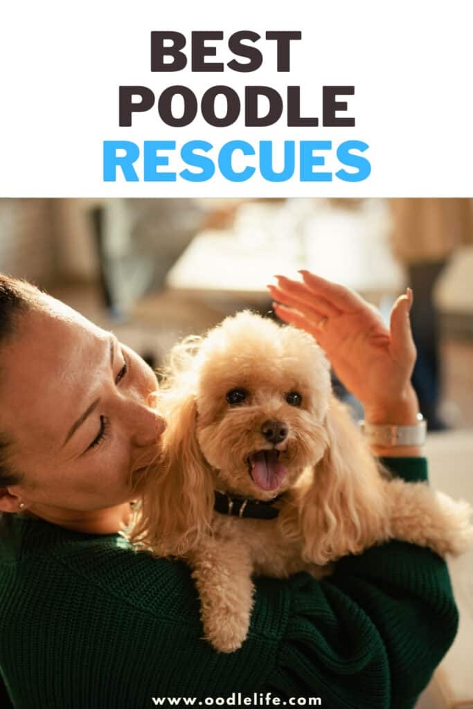 best poodle rescues