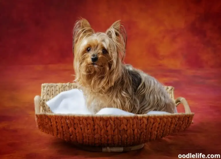 9 Best Yorkie Breeders in Florida 2024