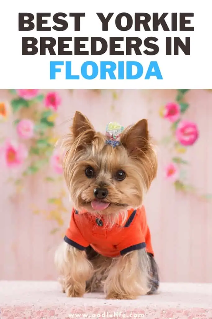  best Yorkie breeders in florida