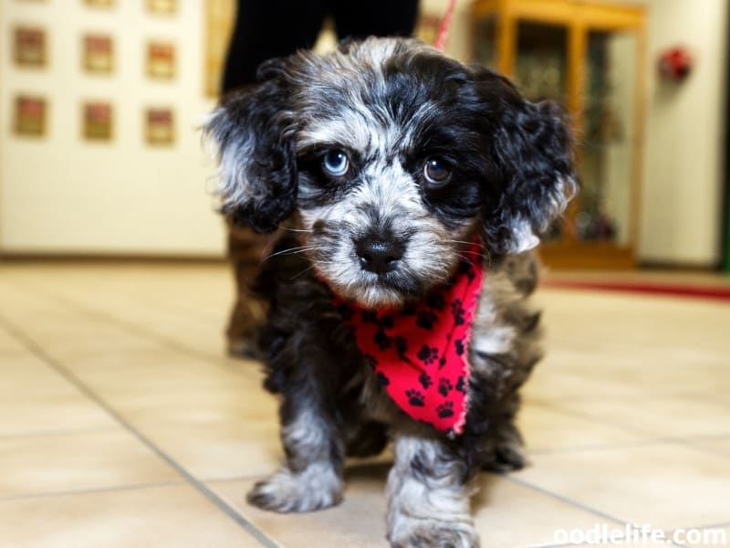 black and white cockapoo puppy