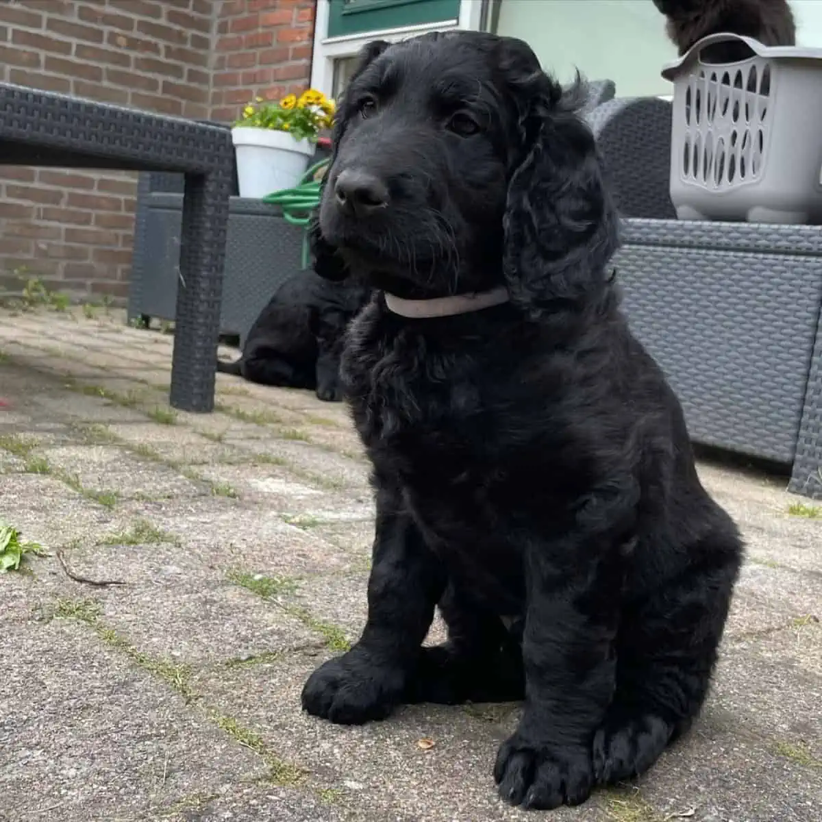 black Goldendoodle flat coat