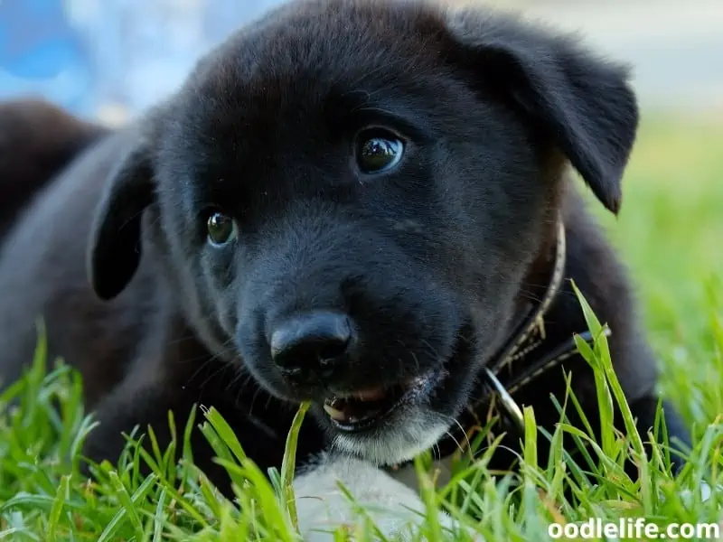 black puppy on the green grass