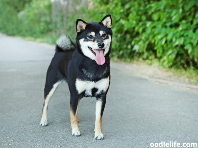 black Shiba Inu