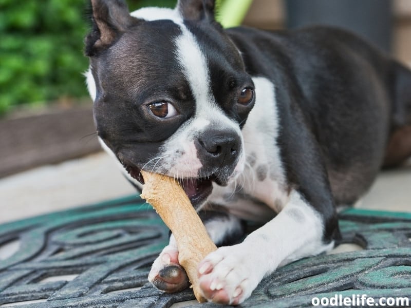 Boston Terrier chewing