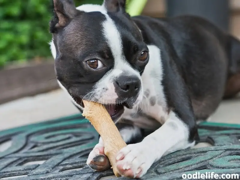 Boston Terrier chewing