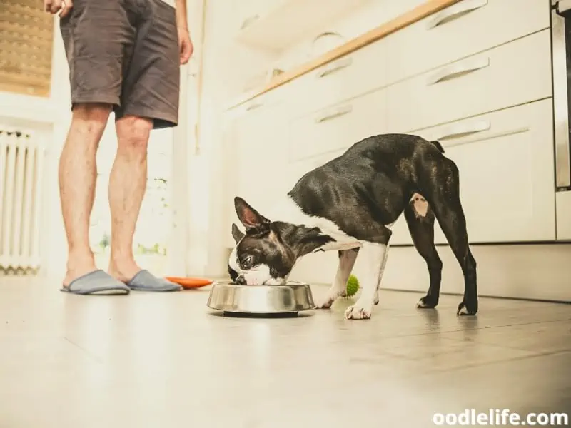 Boston Terrier eating