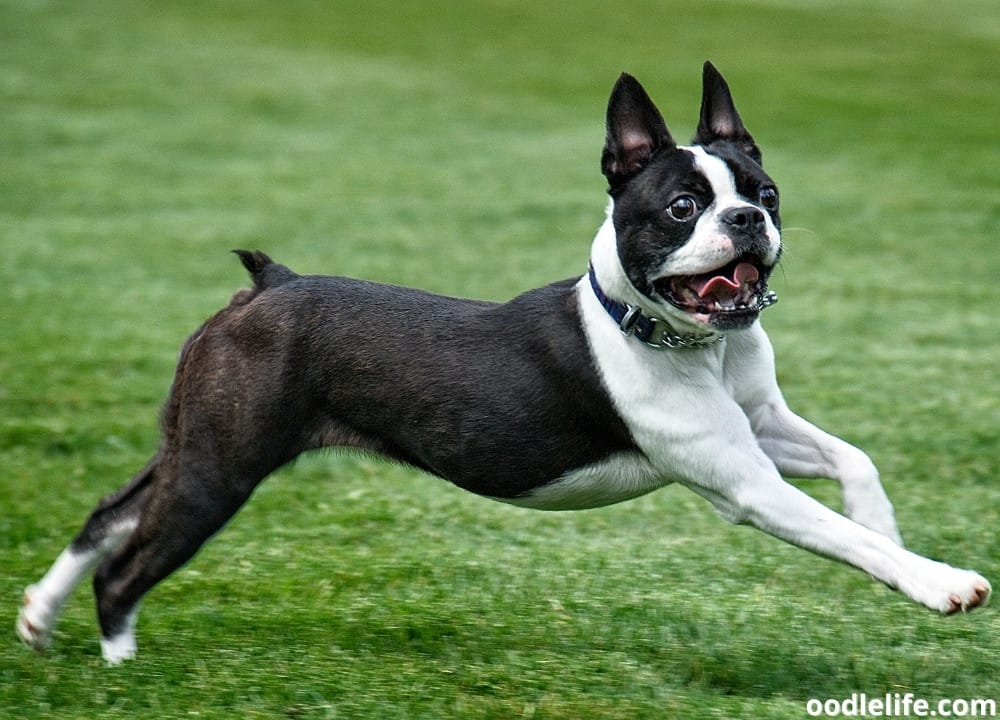 how long does it take for a boston terrier to fully grow