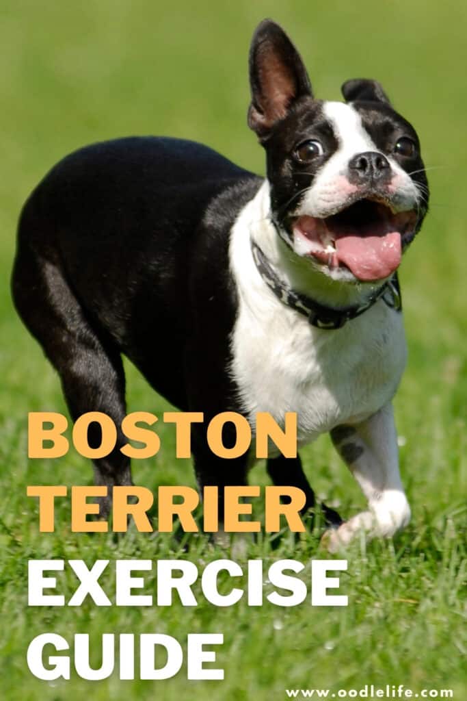 Boston Terrier exercise guide