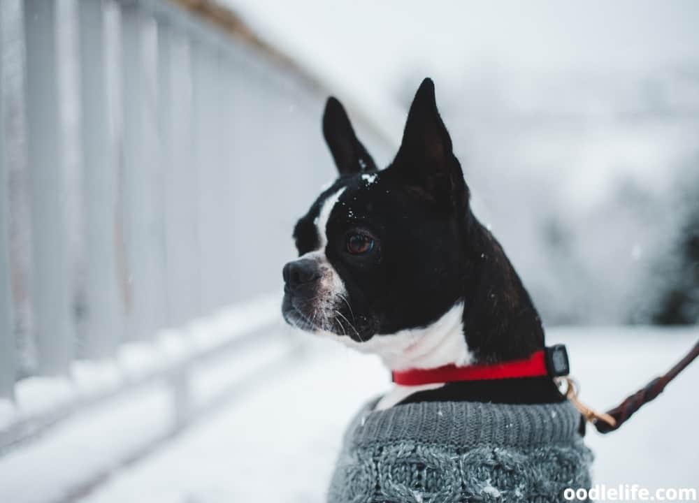 Boston Terrier in a cold winter