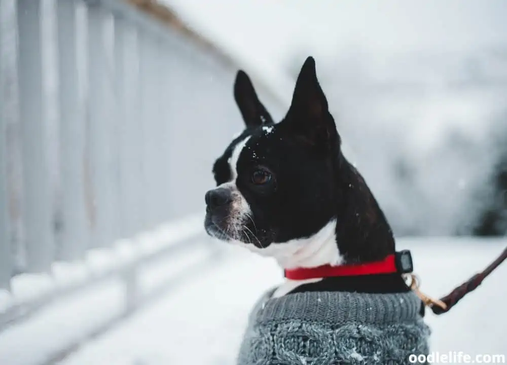 are boston terriers nervous dogs