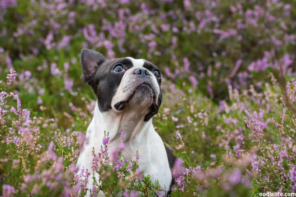 do dogs like coffee smell