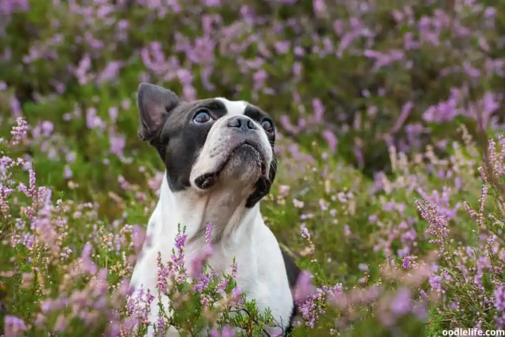 a boston terrier in a flowery field