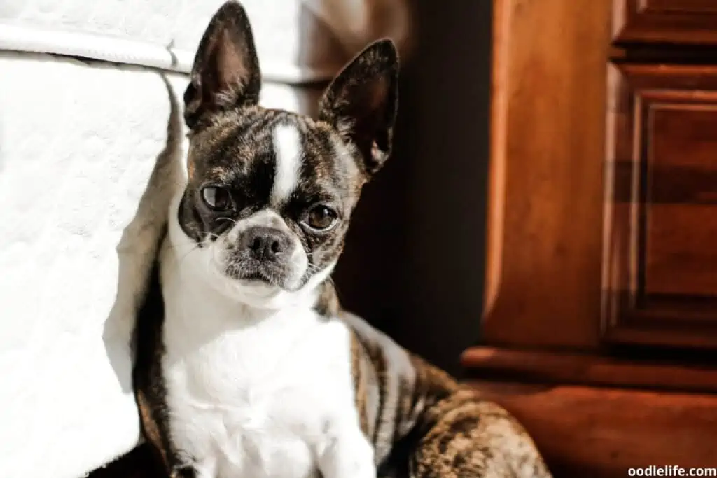 a boston terrier leans against a wall