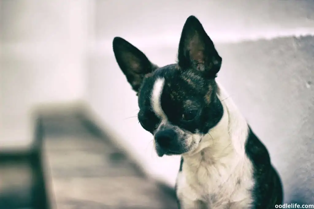 a small boston terrier puppy looks down sadly