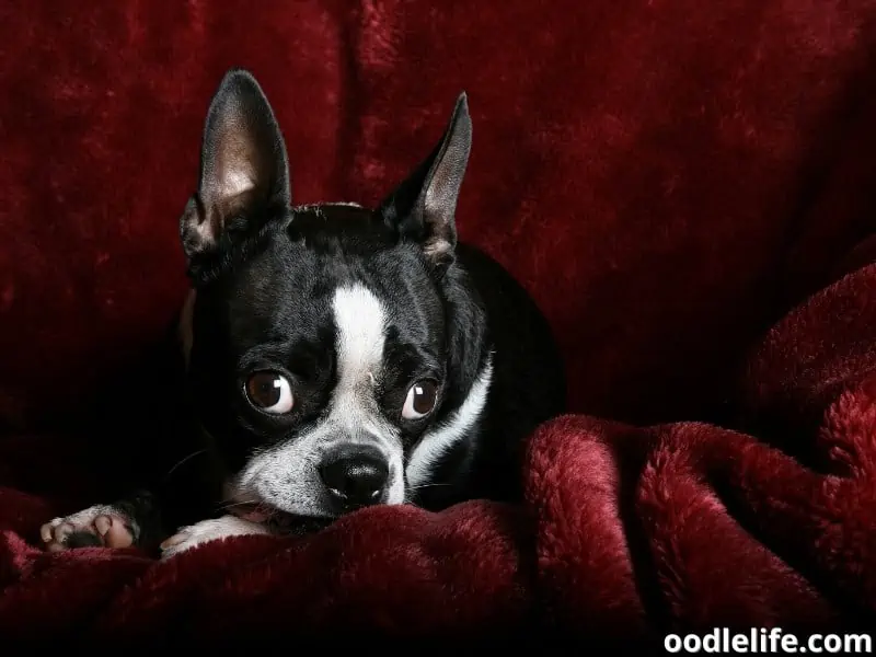 Boston Terrier looks scared in blanket