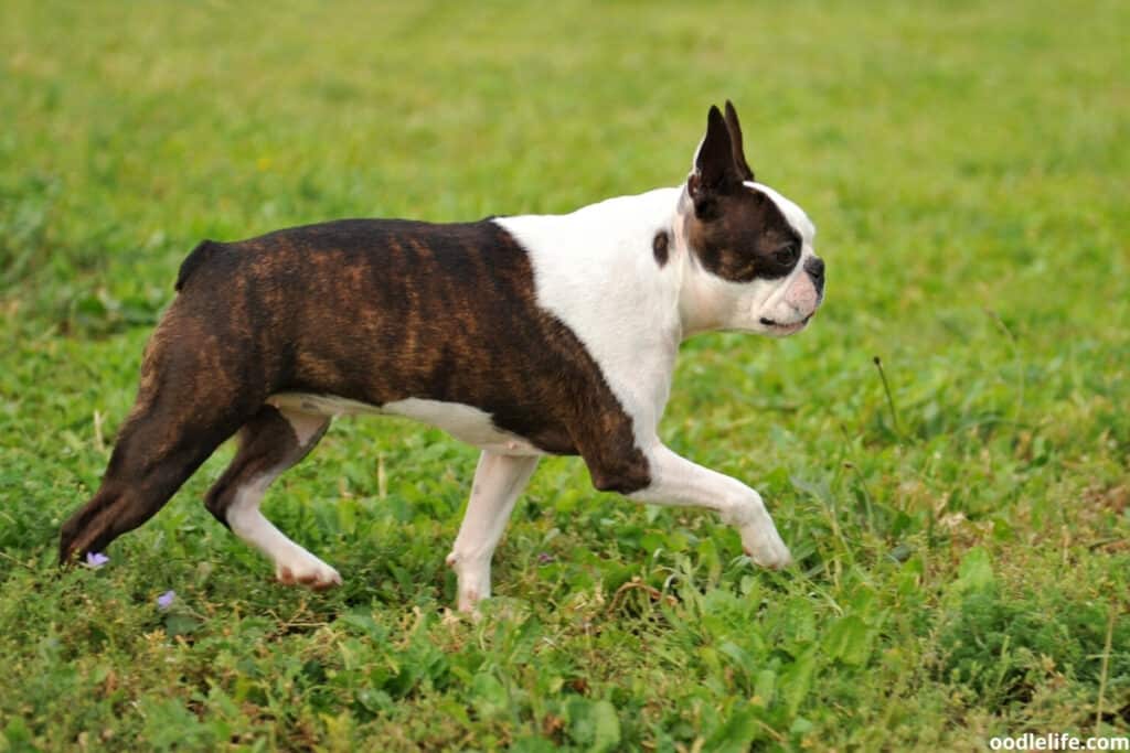 a fully grown boston terrier walking on grass