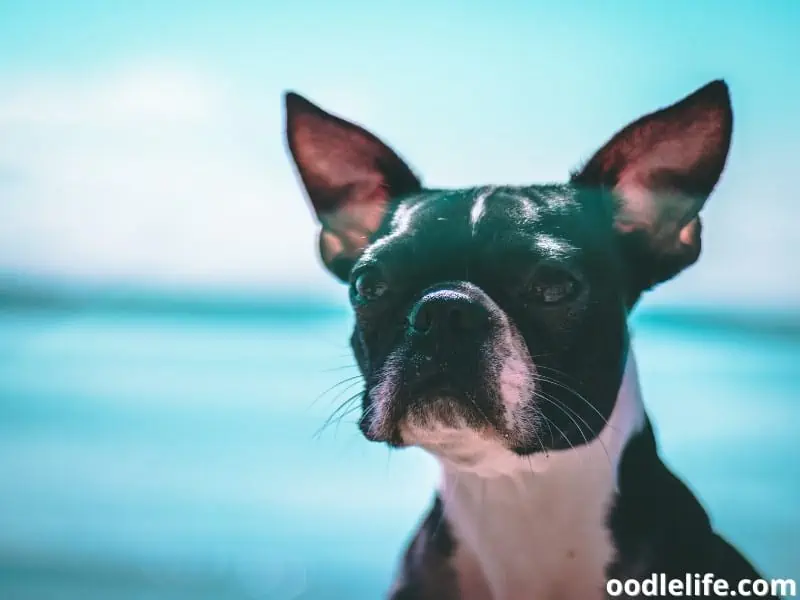 Boston Terrier on the lake