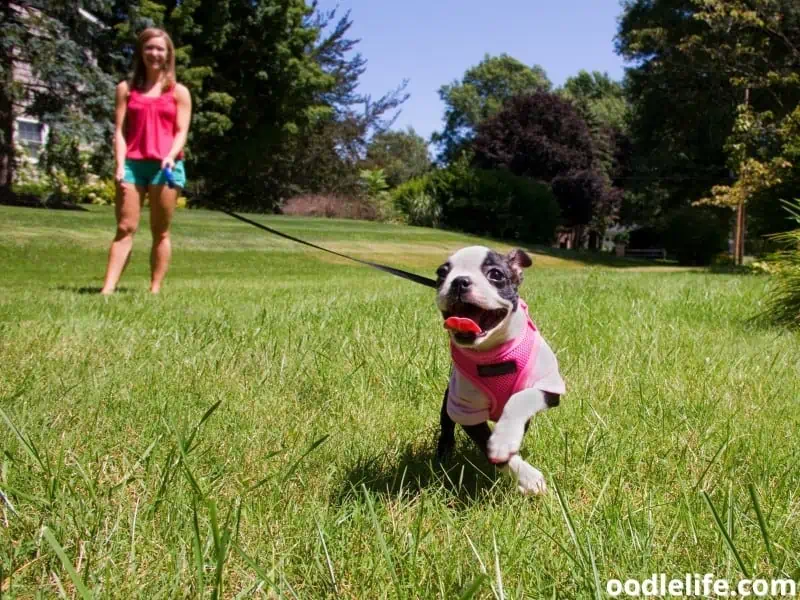Boston Terrier running on a leash