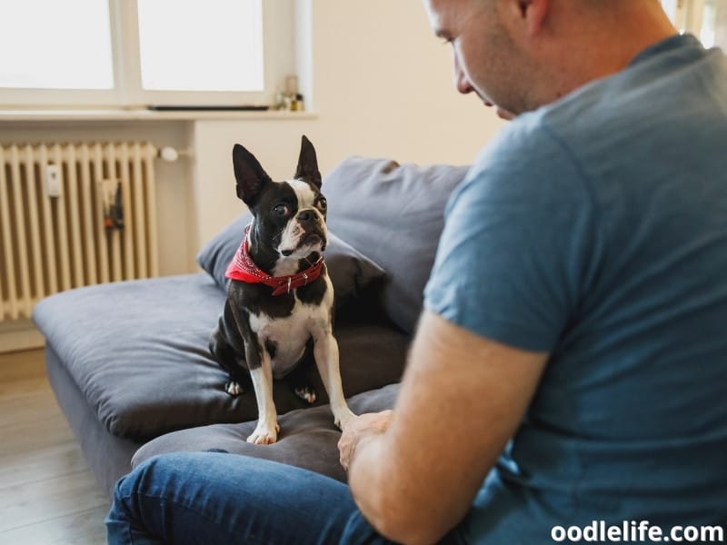 Boston Terrier sitting with owner
