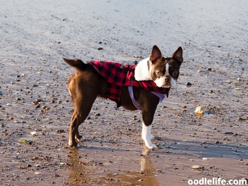Boston Terrier trip to the beach