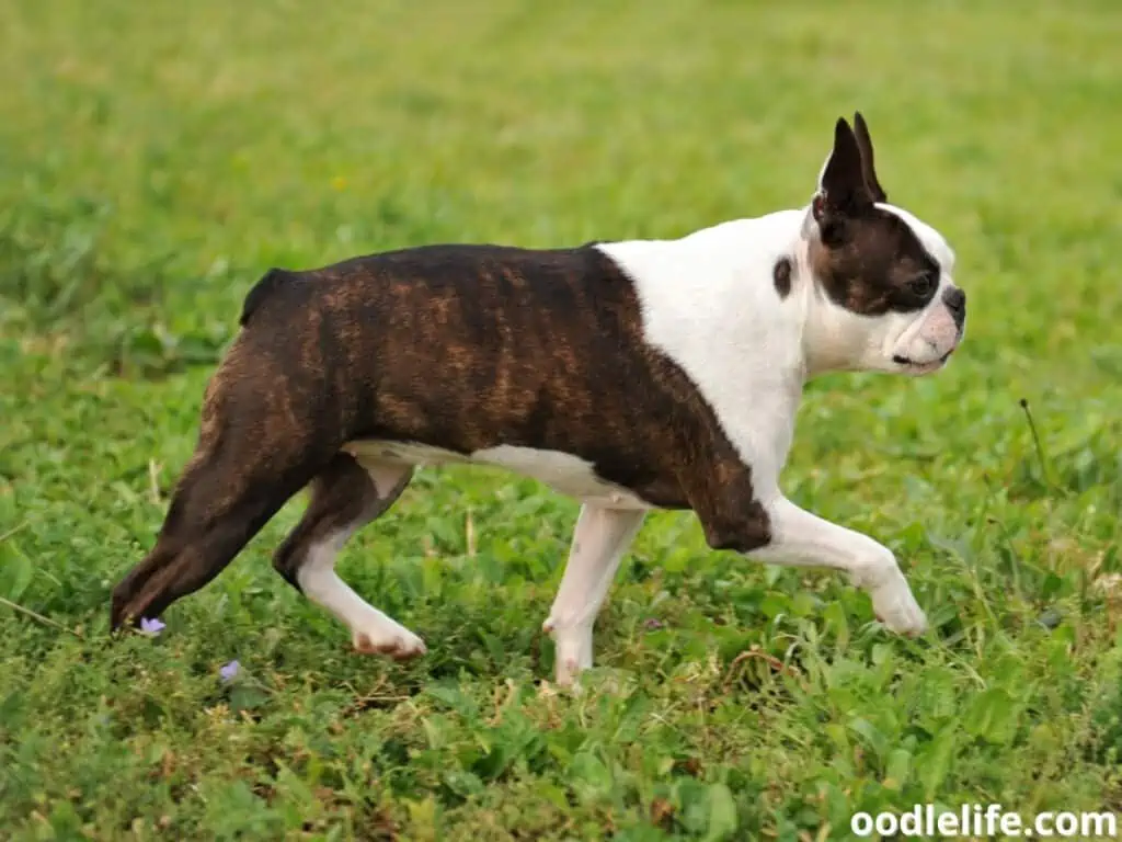 Boston Terrier walking