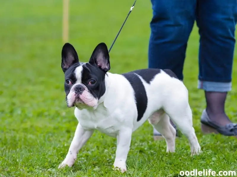 Boston Terrier walking on a leash