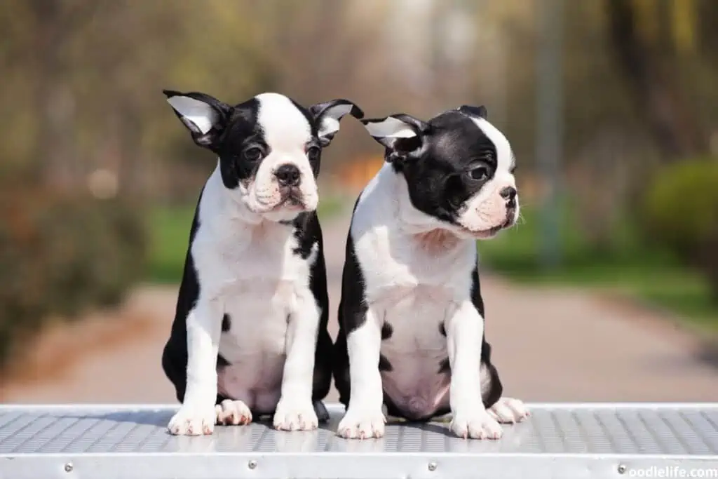 two white and black boston terrier puppies sitting