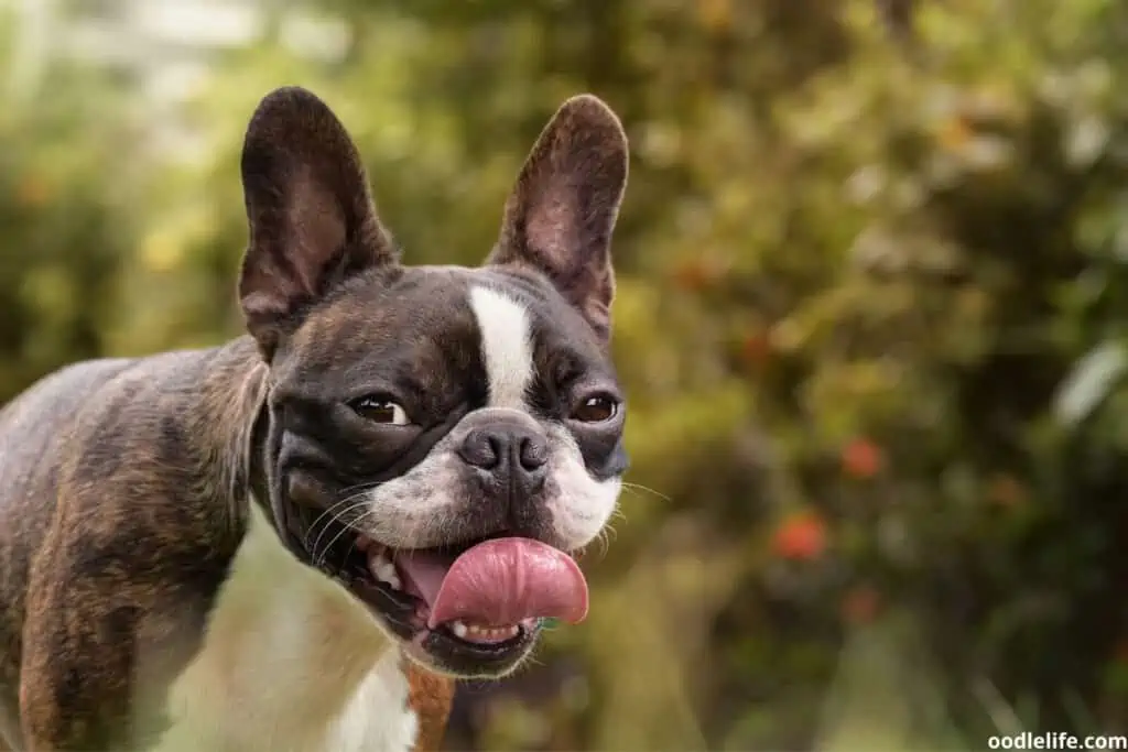 a bostion terrier outdoors with its large tongue hanging out